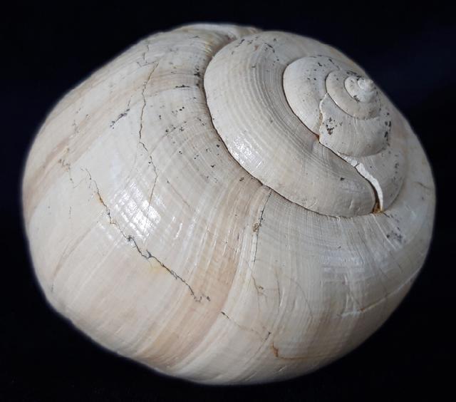 Ampullina perusta (DEFRANCE in BRONGNIART 1823) - Bild &copy; FossNet FossilienStore